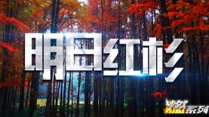 明日红杉——95后新人培训系列课程迈瑞斯活动策划-烟台-威海-青岛-济南15年专业团建活动策划服务商迈瑞斯活动策划